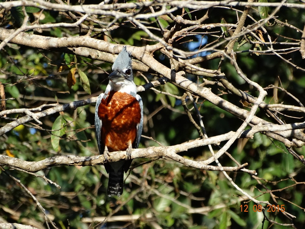 Ringed Kingfisher - ML646667120