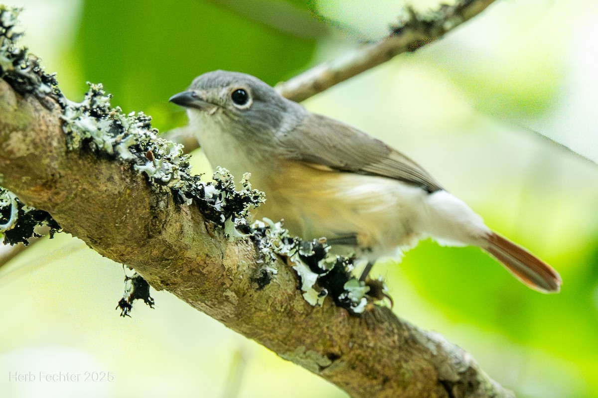 Vanga Colirrojo - ML646667121