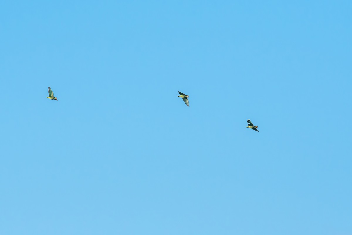 Yellow-faced Parrot - ML646667122