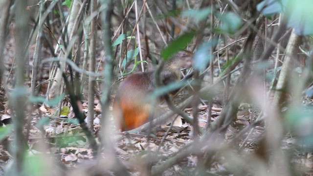 Red-rumped Agouti - ML646667123