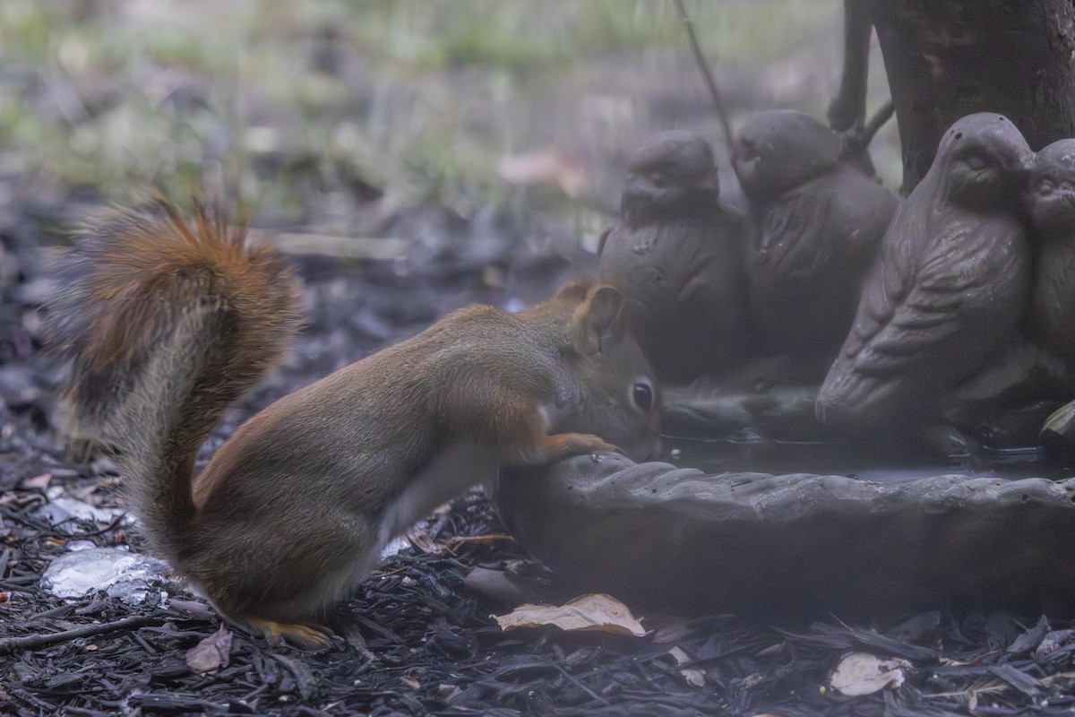 סנאי אדום אמריקני - ML646667128