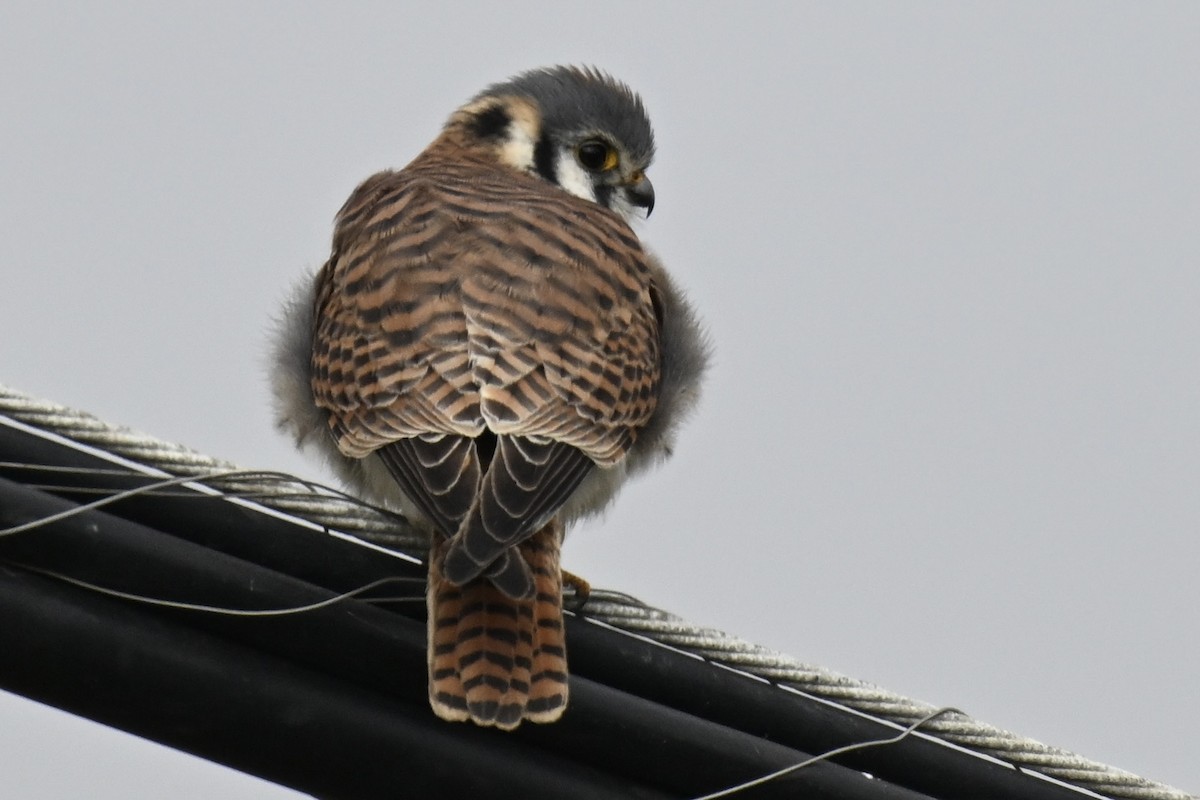 Buntfalke - ML646667129