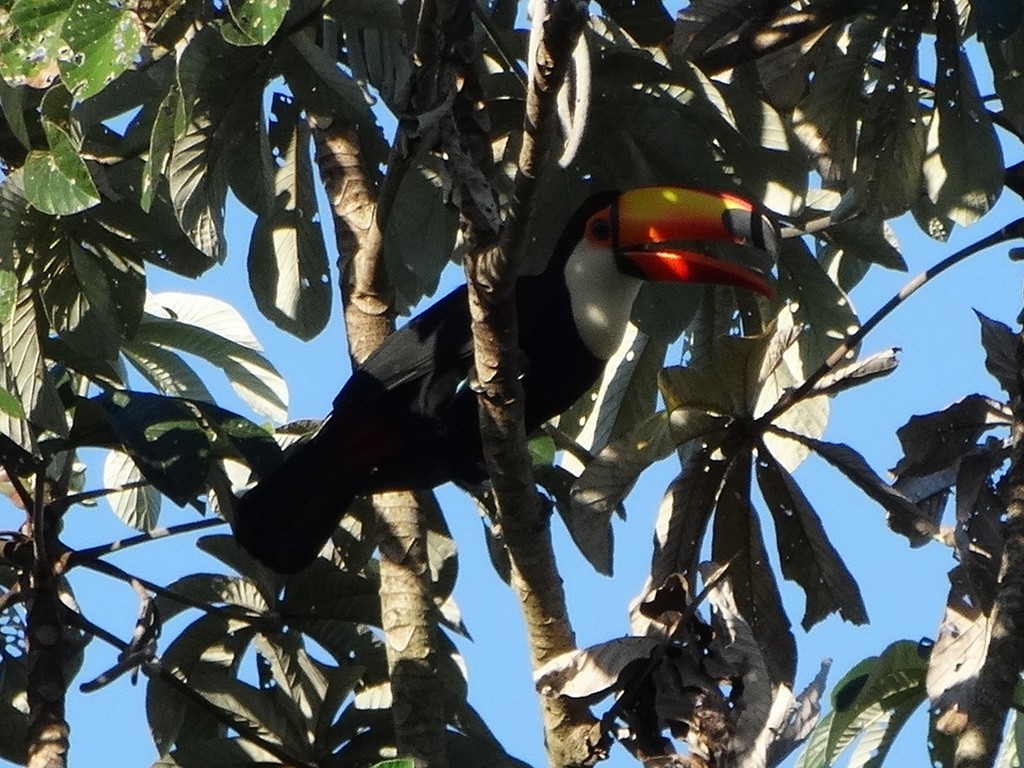 Toco Toucan - ML646667130