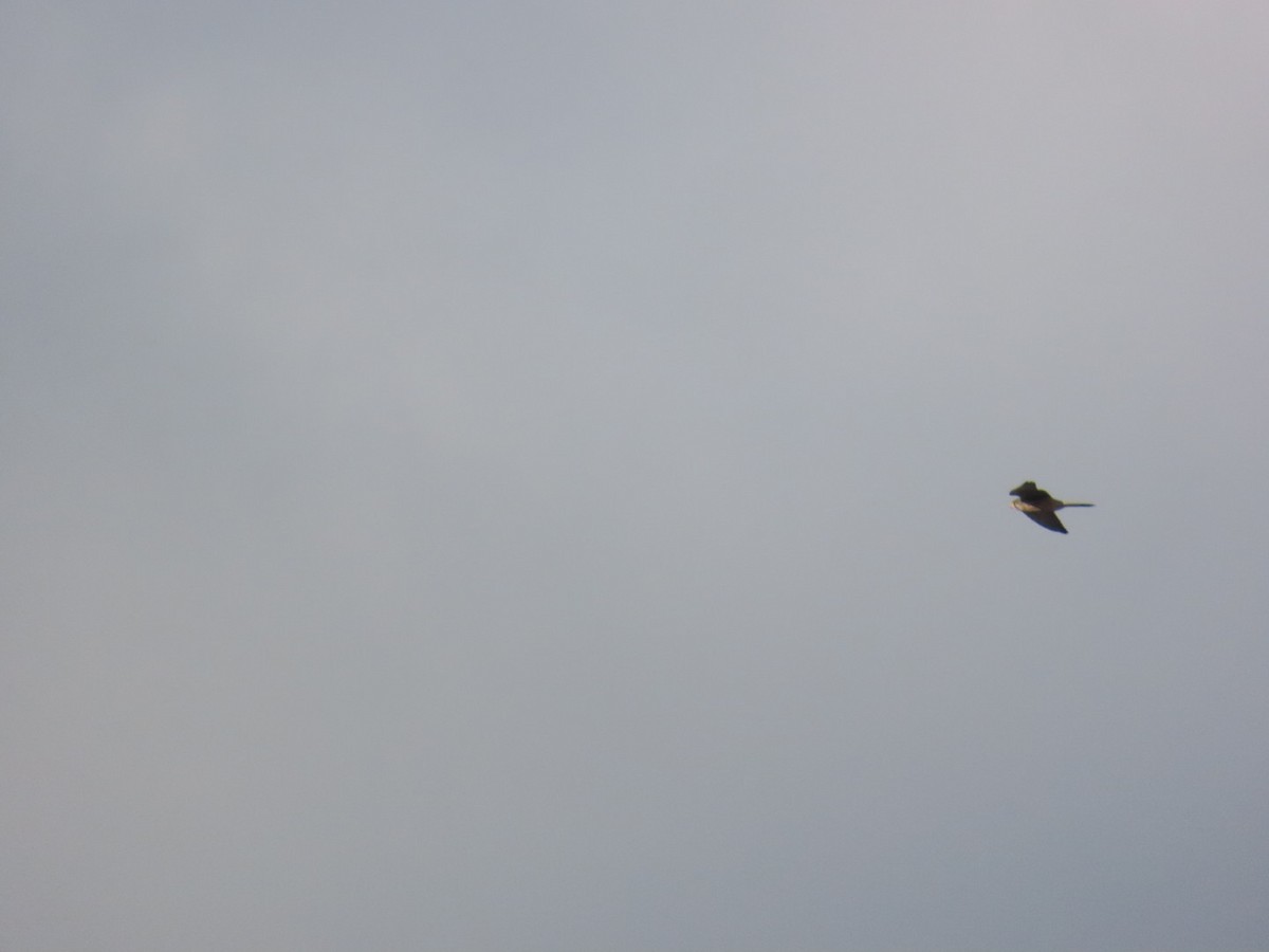 tårnfalk - ML646667133