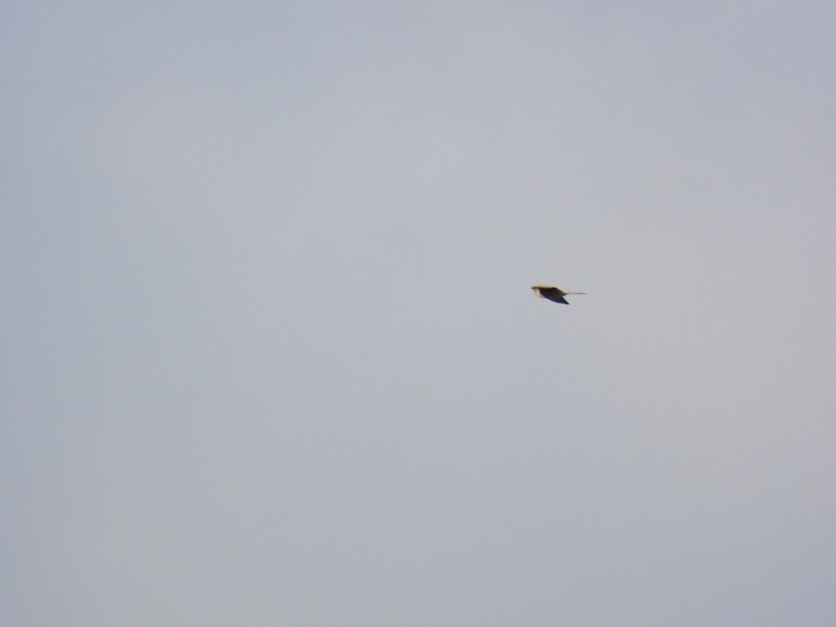 tårnfalk - ML646667134