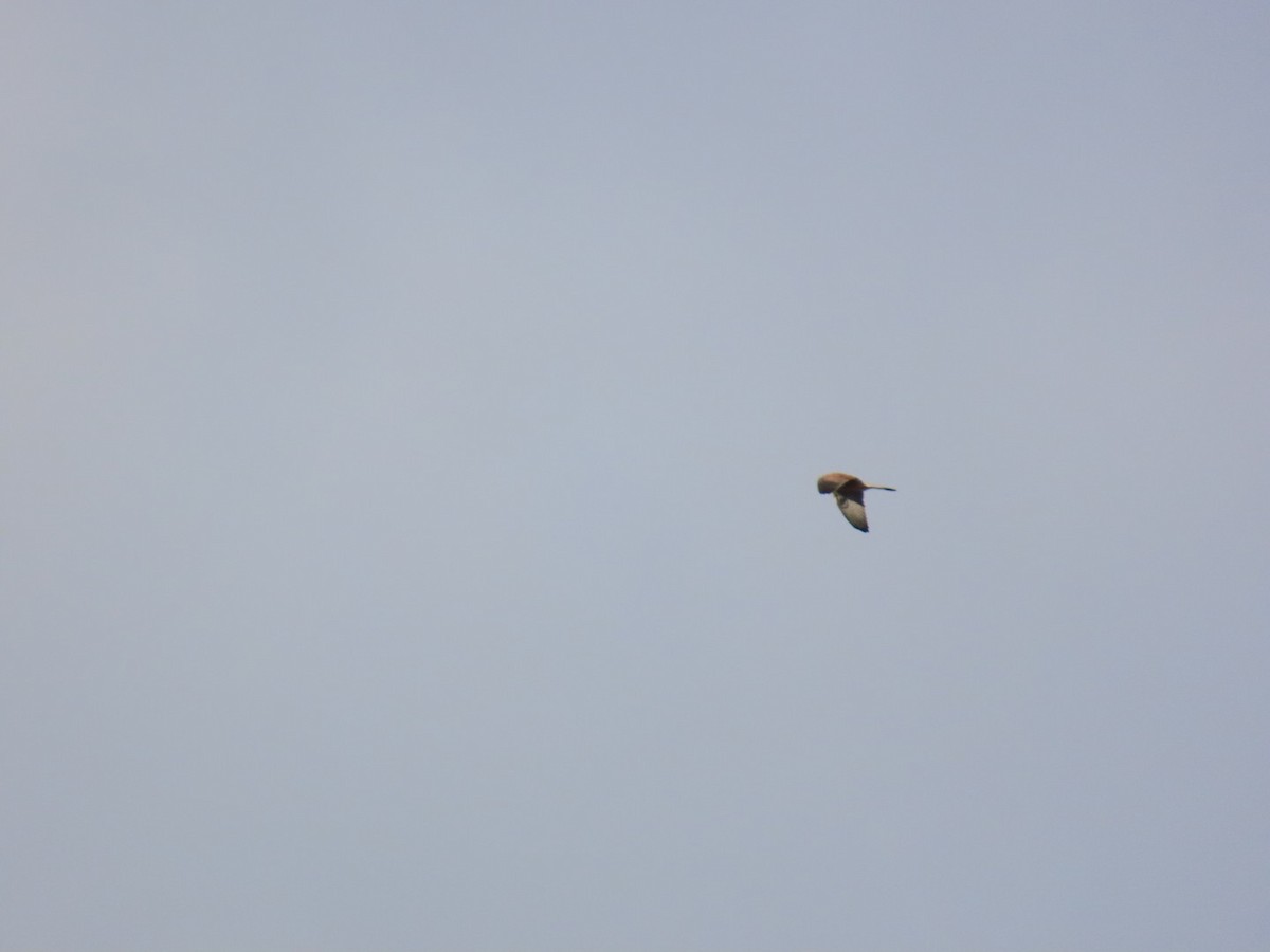 tårnfalk - ML646667135