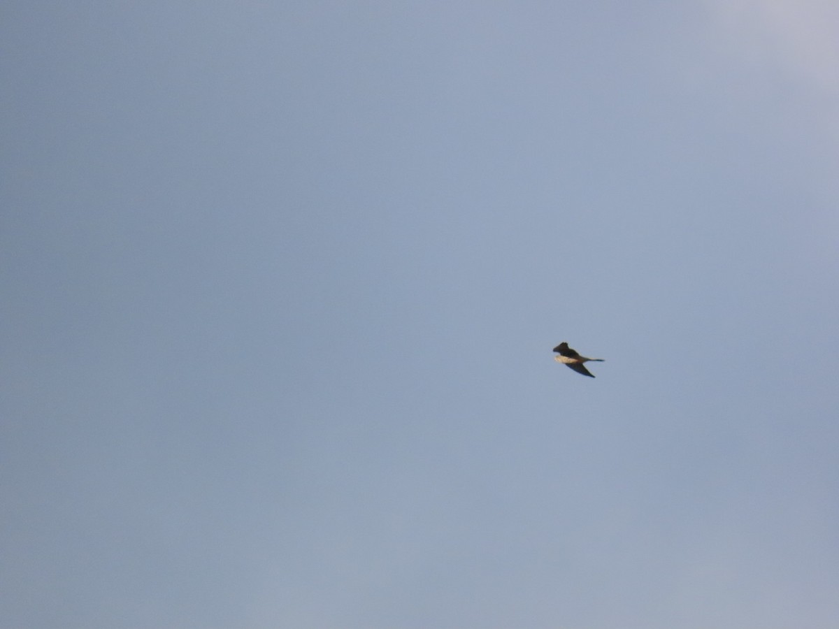 tårnfalk - ML646667136