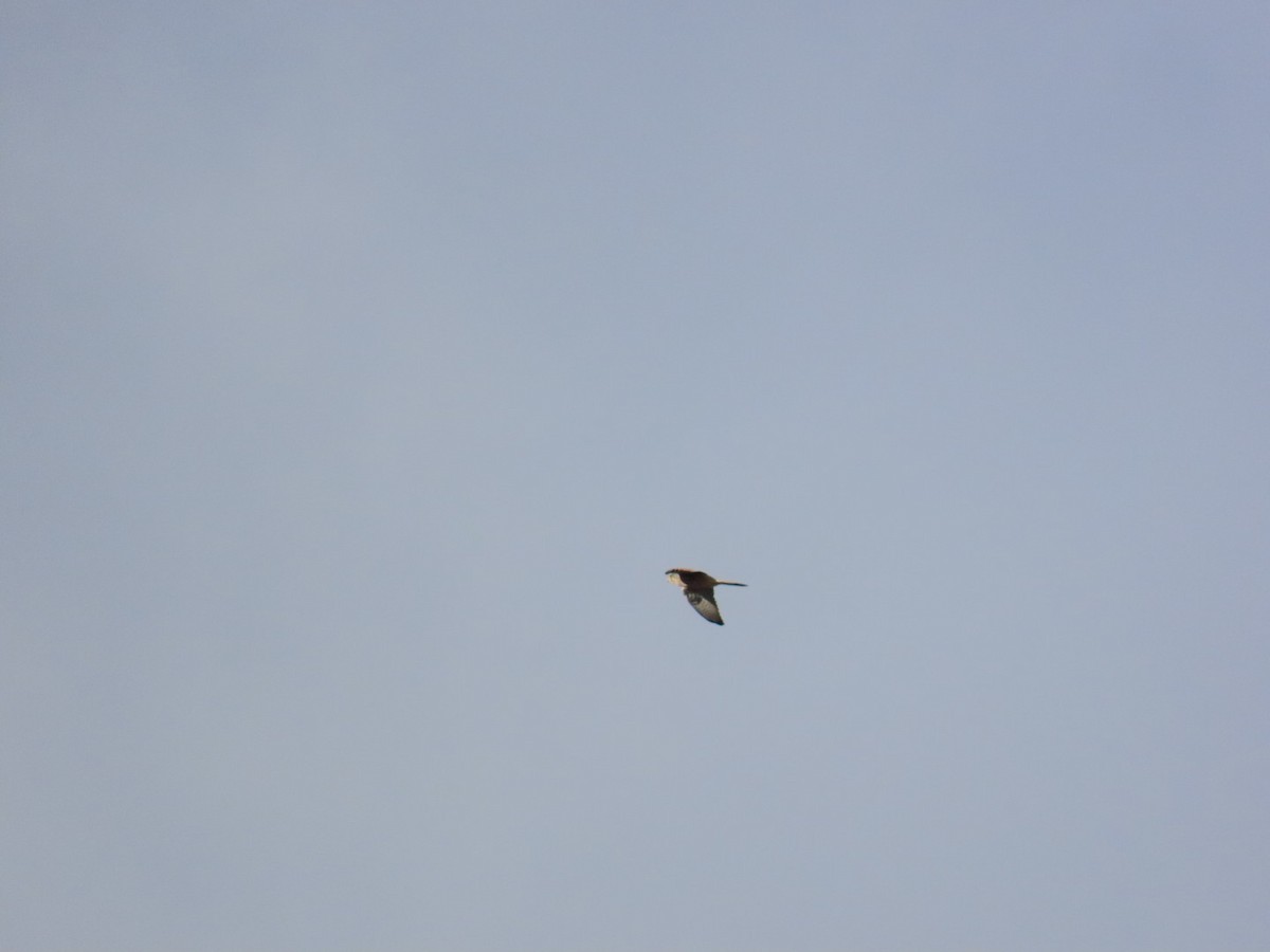 tårnfalk - ML646667137