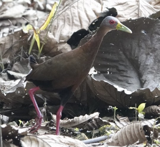 Esmeraldasralle - ML646667138