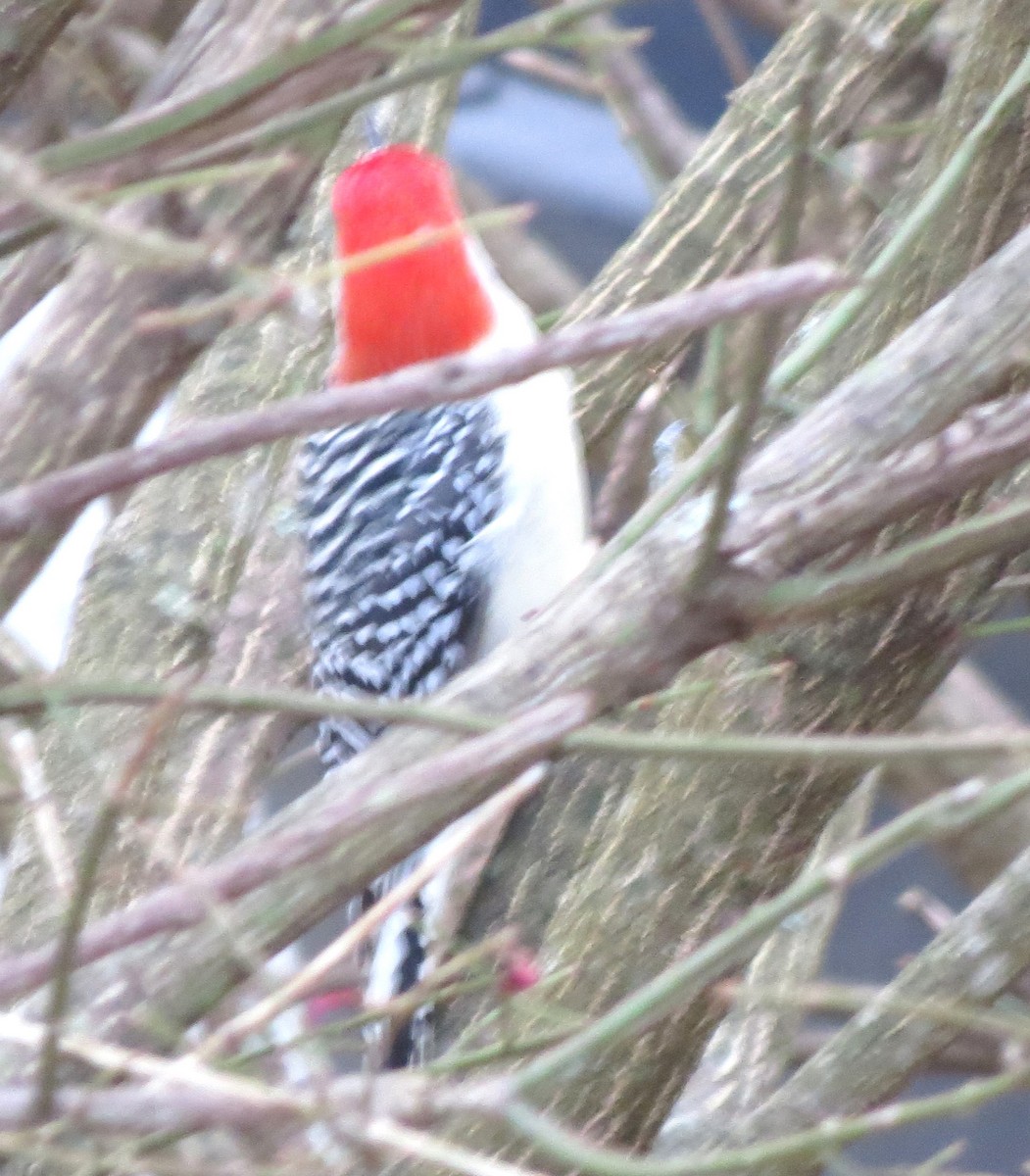 Kızılca Karınlı Ağaçkakan - ML646667139