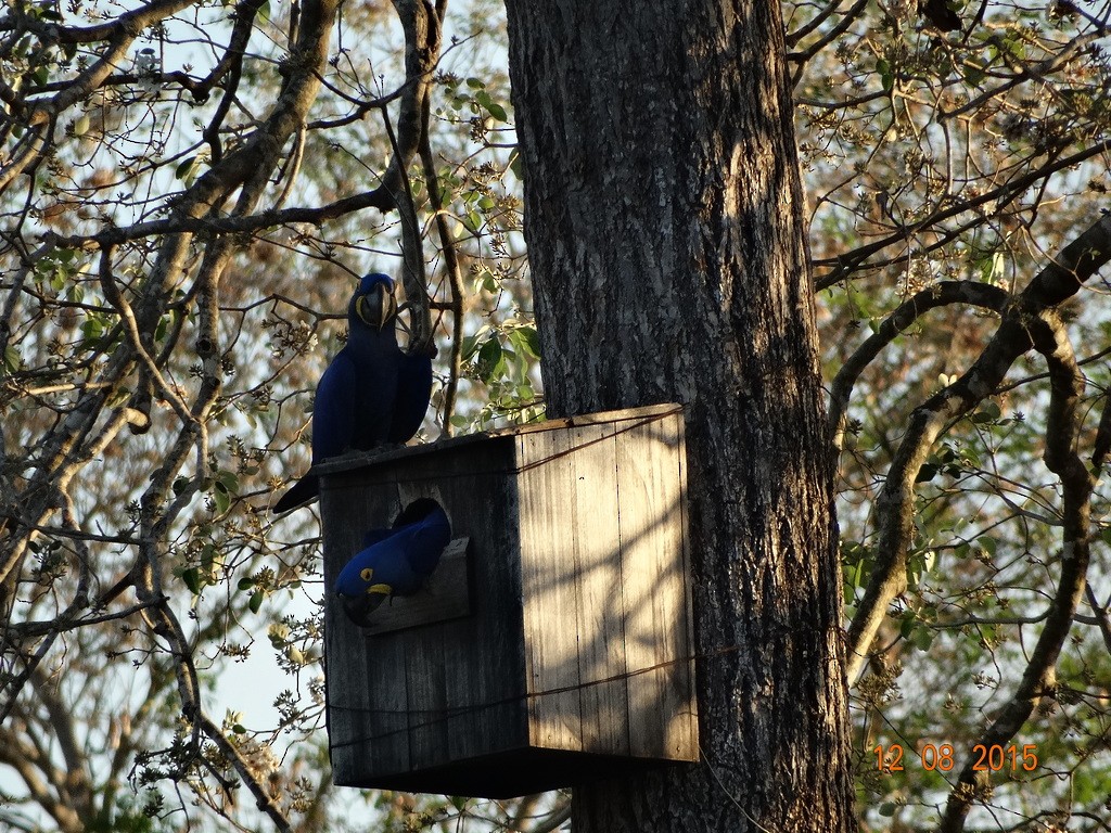 Hyacinth Macaw - ML646667144