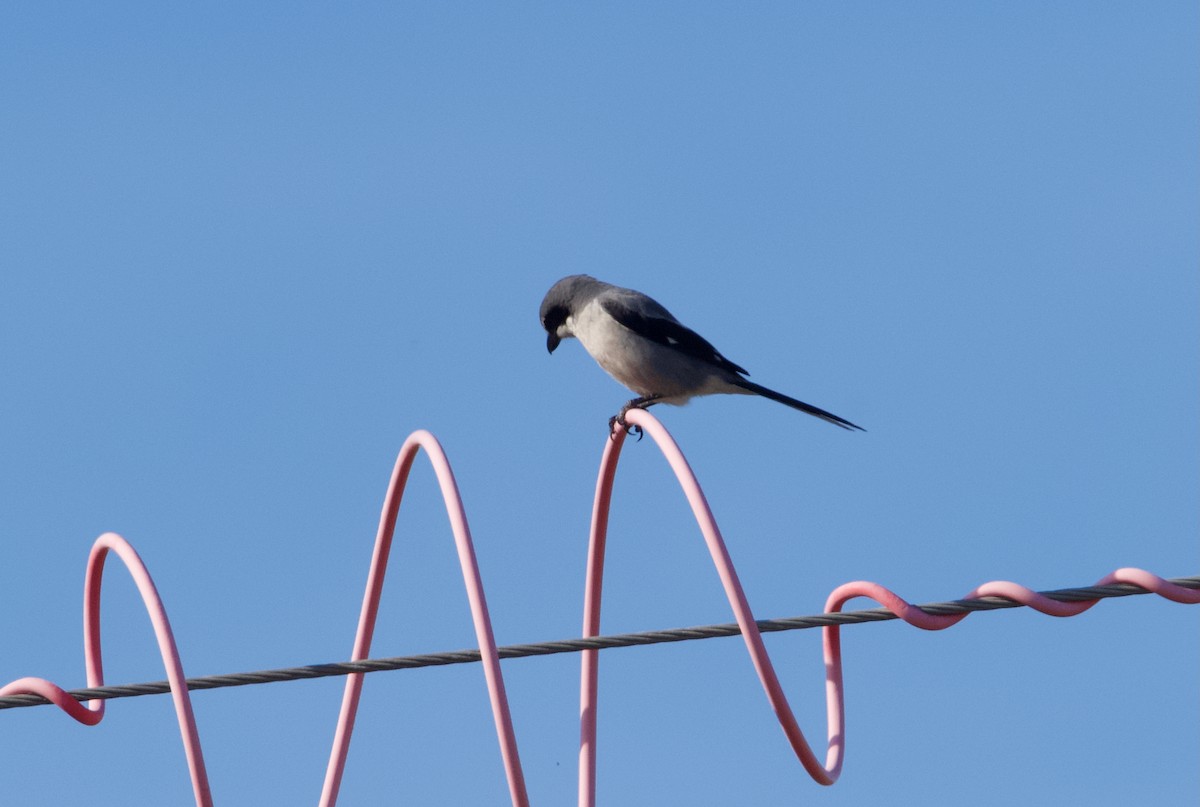 Iberian Gray Shrike - ML646667145