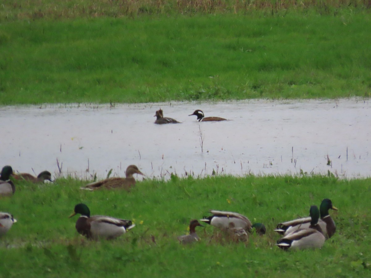 Крех жовтоокий - ML646667146