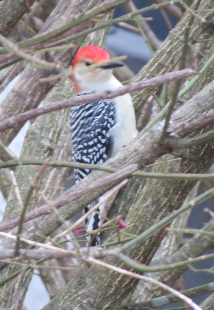 Kızılca Karınlı Ağaçkakan - ML646667148