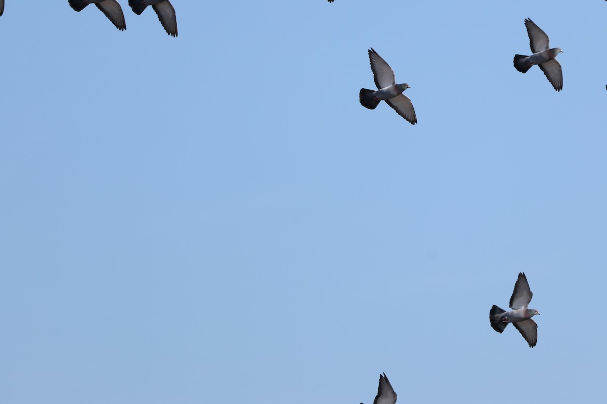 Rock Pigeon (Feral Pigeon) - ML646667159