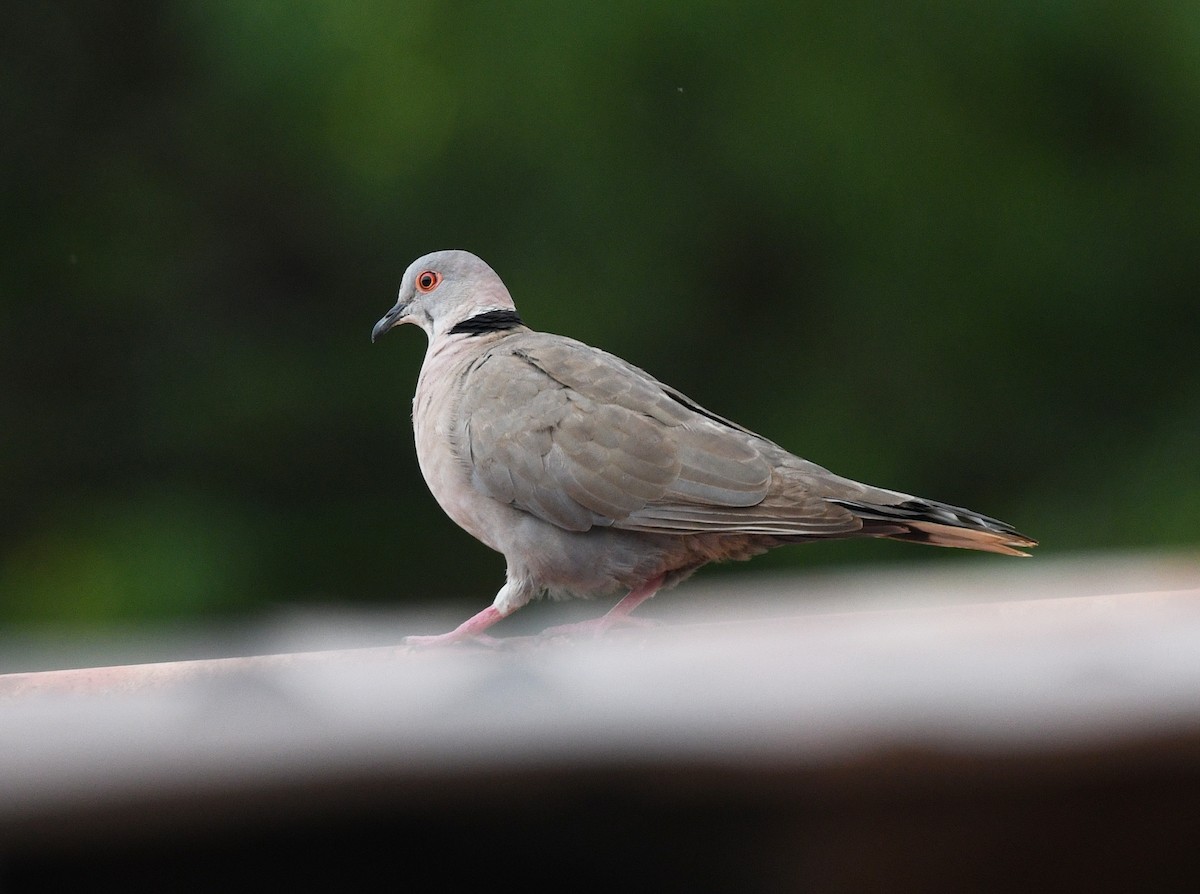 Mourning Collared-Dove - ML646667162