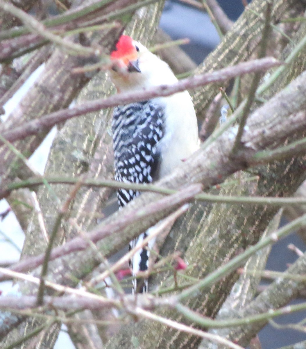 Kızılca Karınlı Ağaçkakan - ML646667164