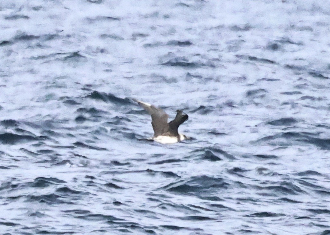 Labbe pomarin - ML646667166