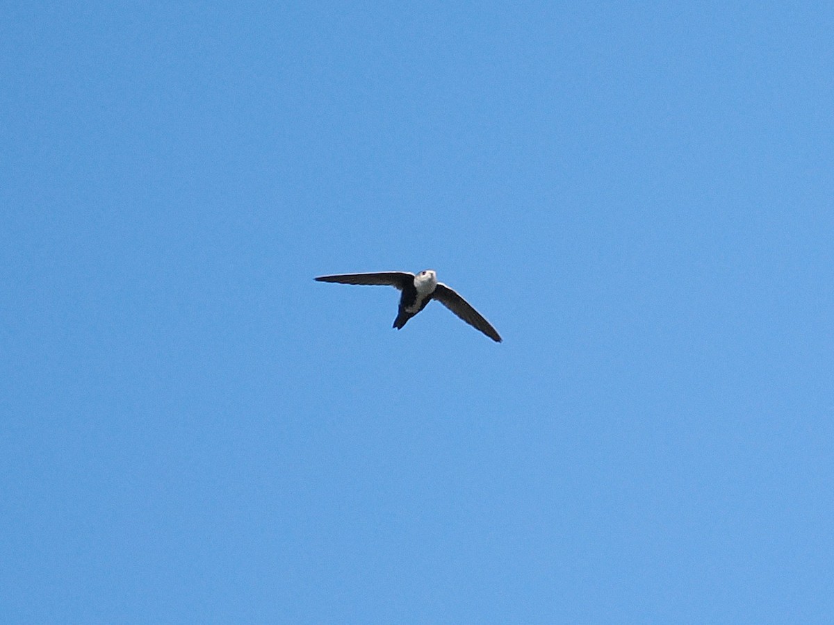 Белобокий стриж - ML646667167