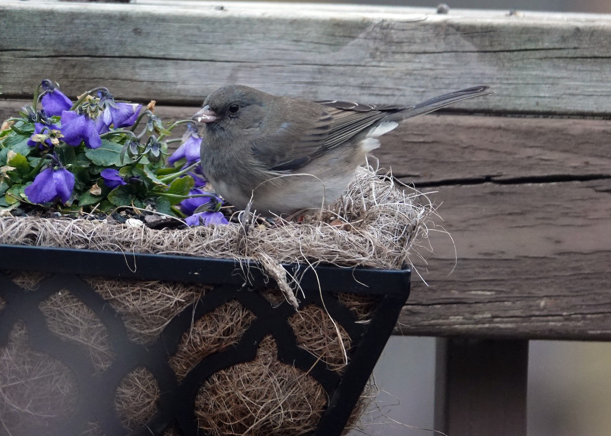 Dark-eyed Junco - ML646667169