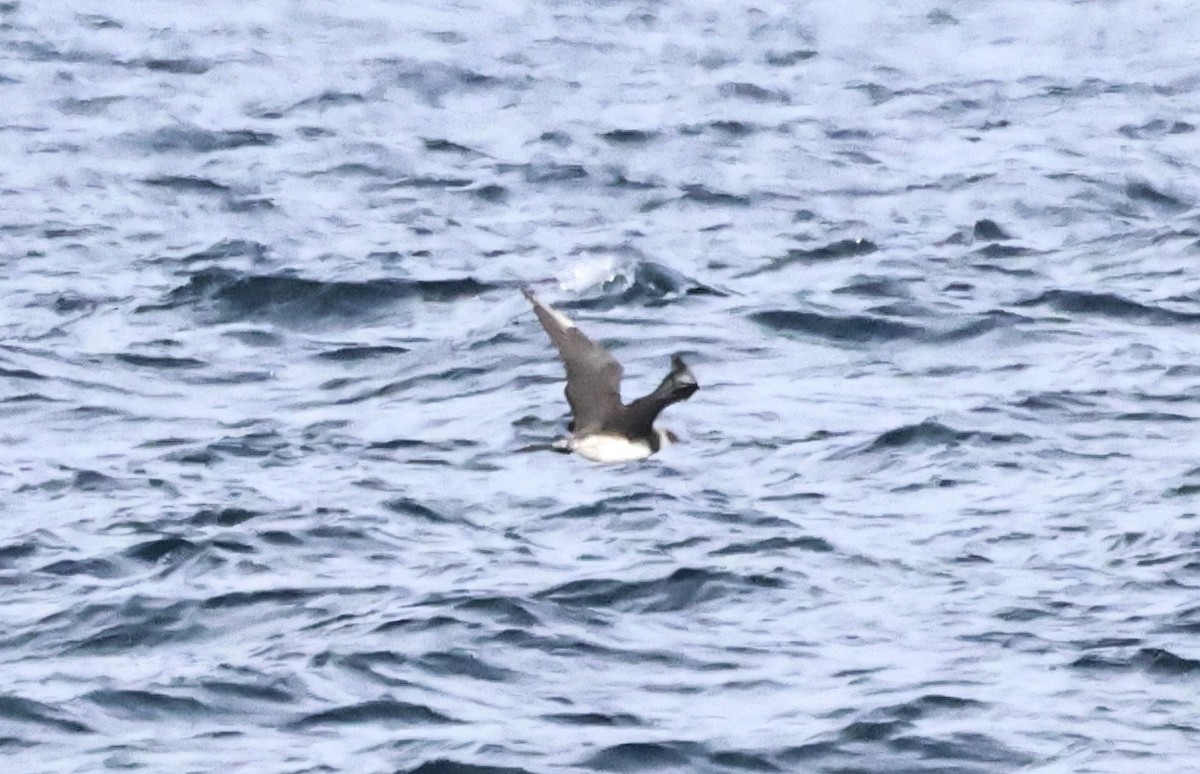 Labbe pomarin - ML646667170