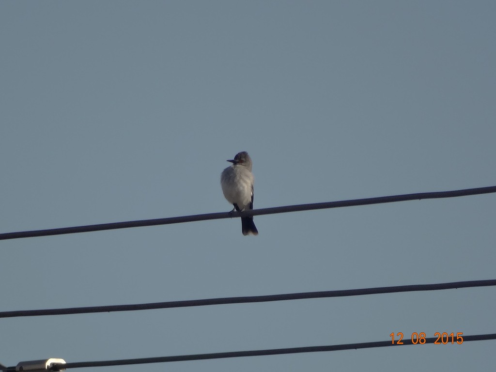 Gray Monjita - ML646667171