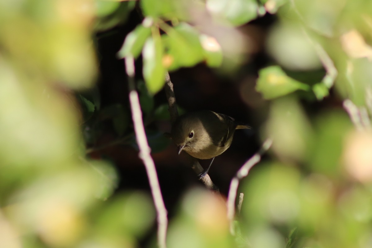 Hutton's Vireo - ML646667174