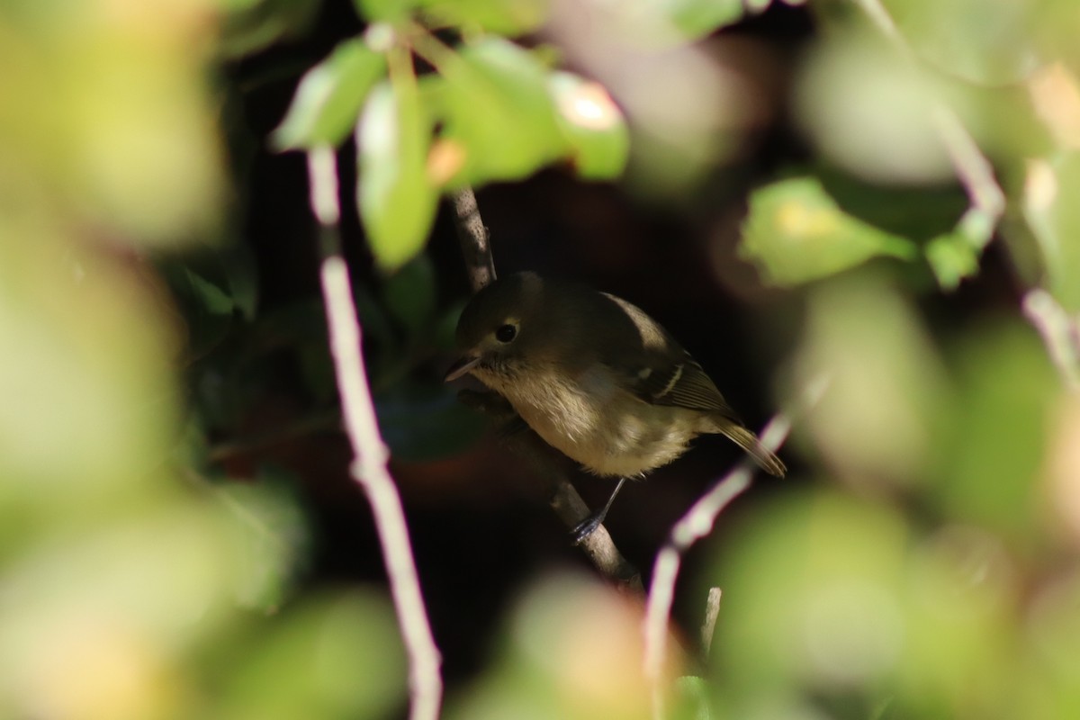 Hutton's Vireo - ML646667175
