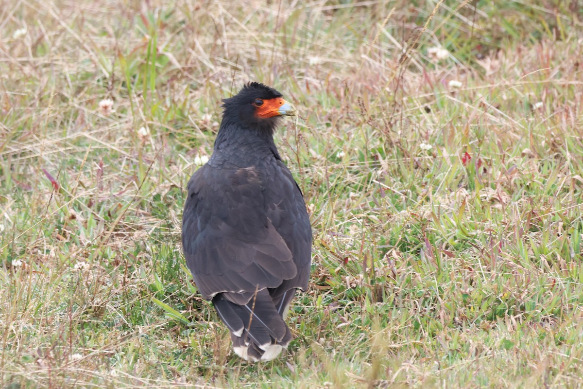 Mountain Caracara - ML646667176