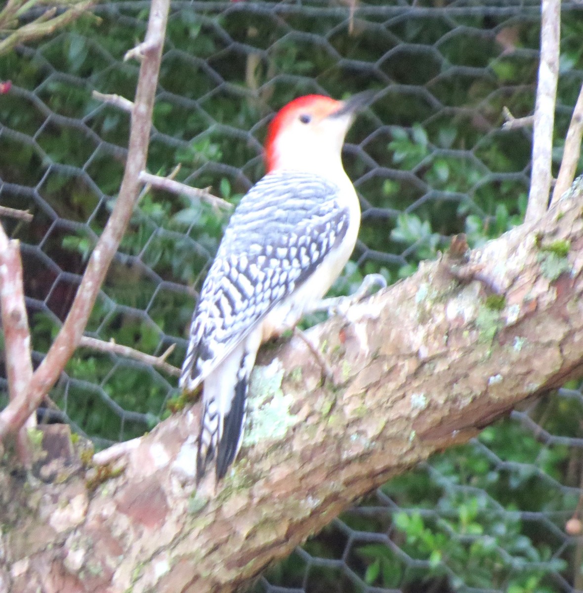 Kızılca Karınlı Ağaçkakan - ML646667180