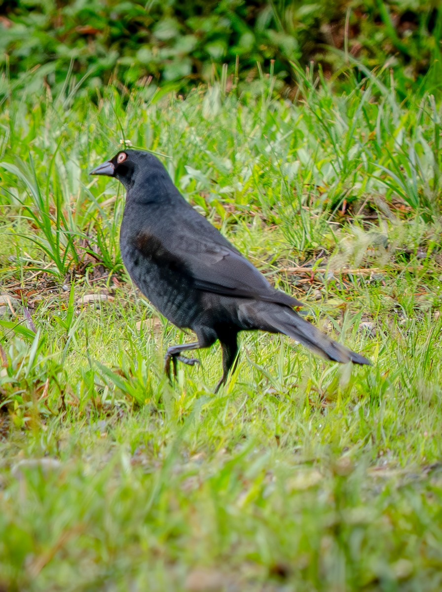 Giant Cowbird - ML646667182