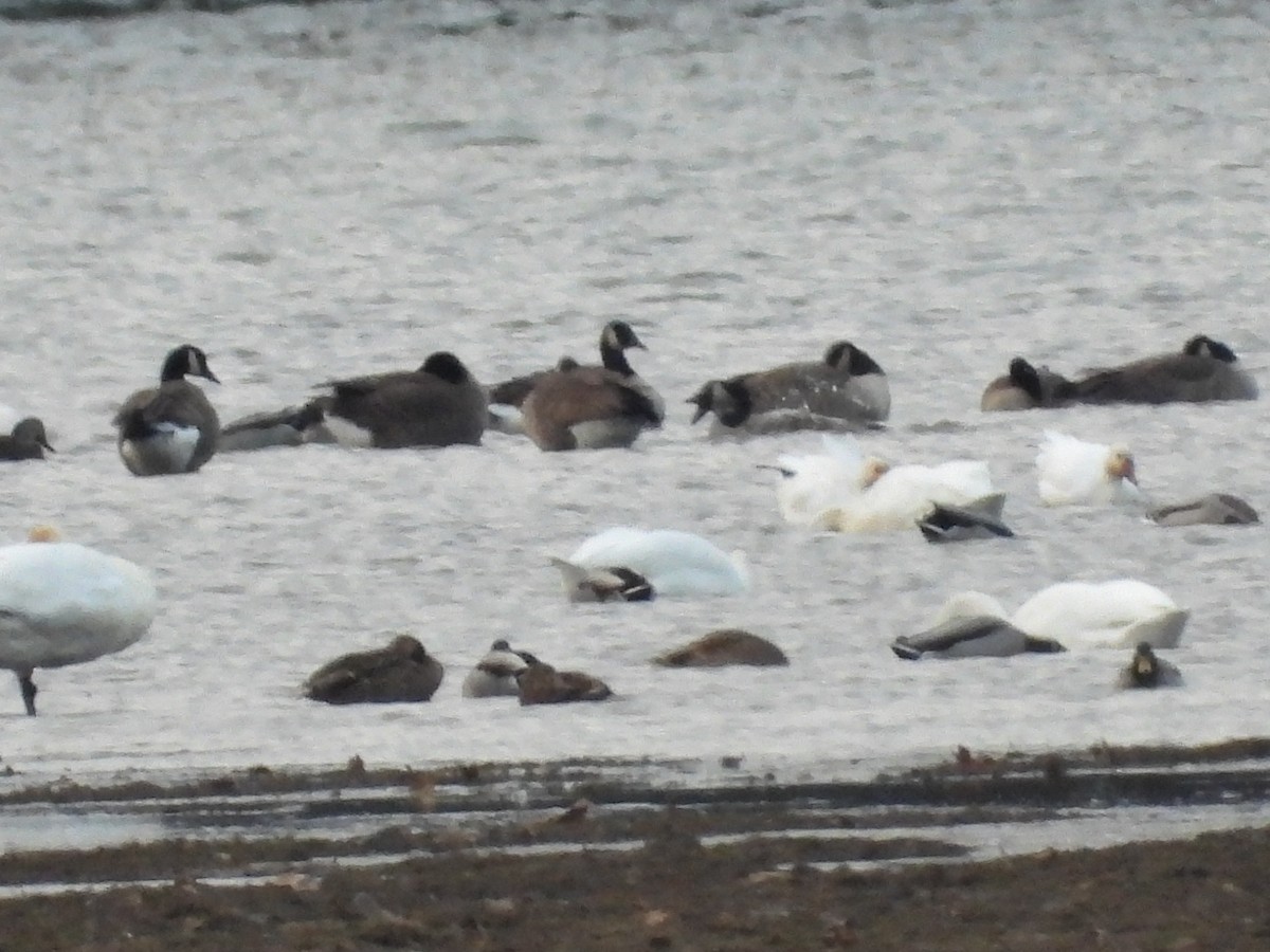 Snow Goose - ML646667196