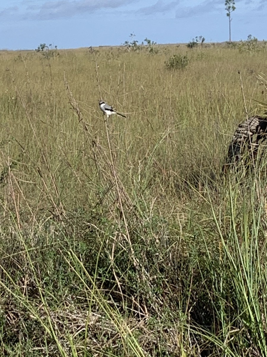 Pie-grièche migratrice - ML646667197