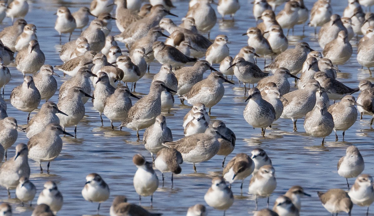 Txirri lodia - ML646667198