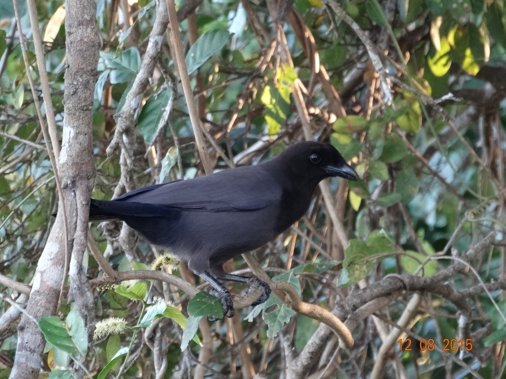 Purplish Jay - ML646667199