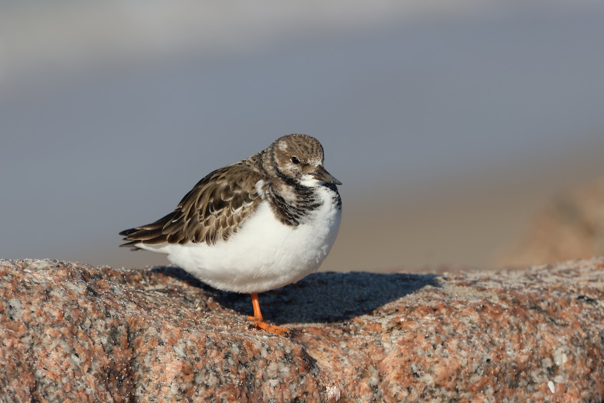 Ruddy Turnstone - ML646667201