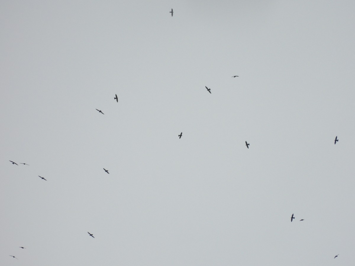 White-collared Swift - ML646667202