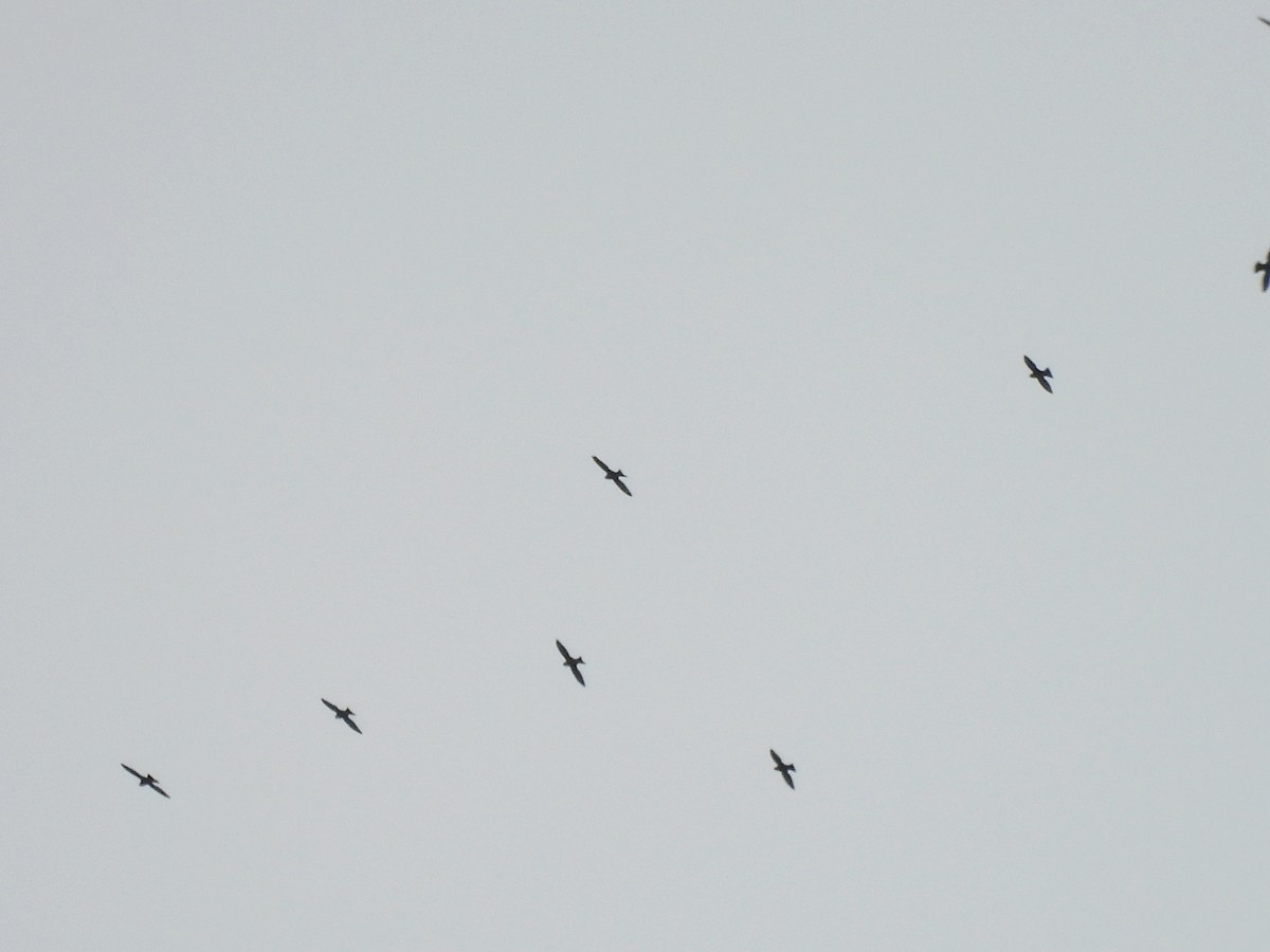 White-collared Swift - ML646667203