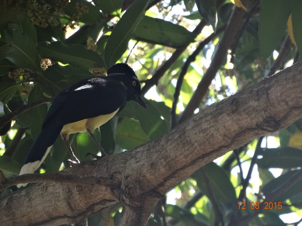 Plush-crested Jay - ML646667209