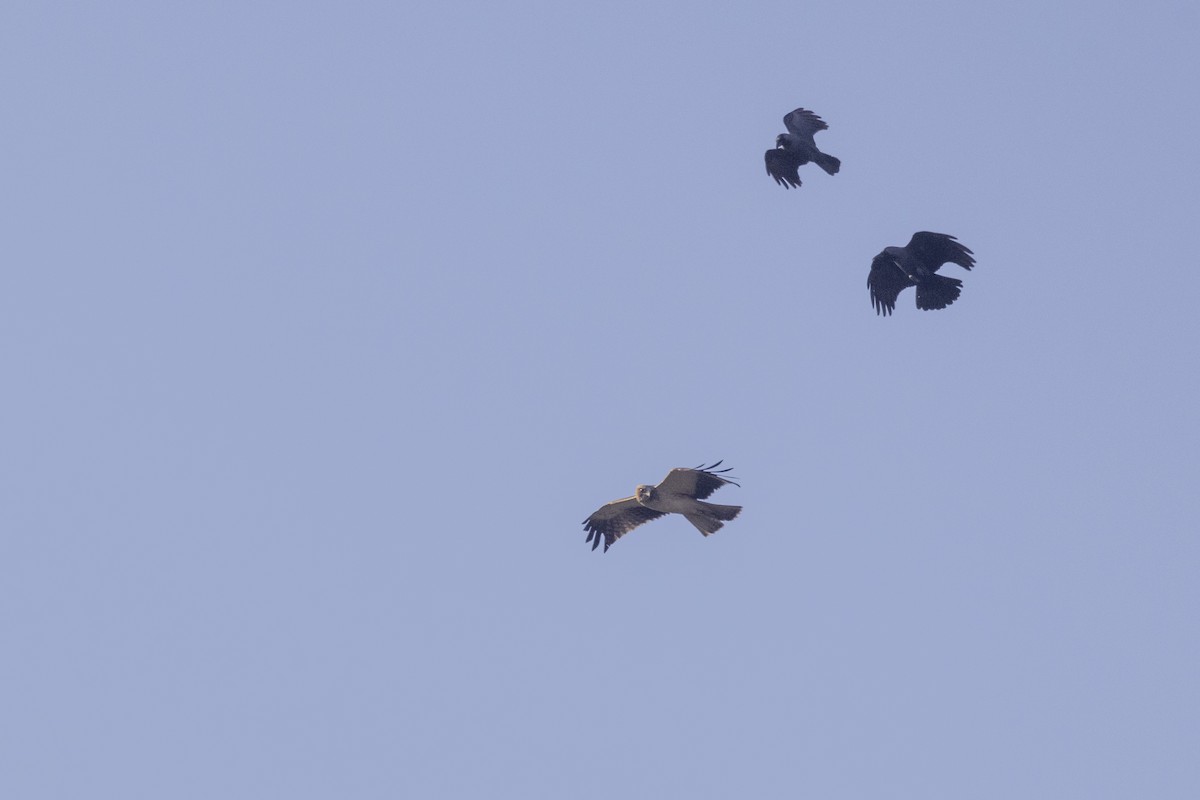 靴隼鵰 - ML646667214