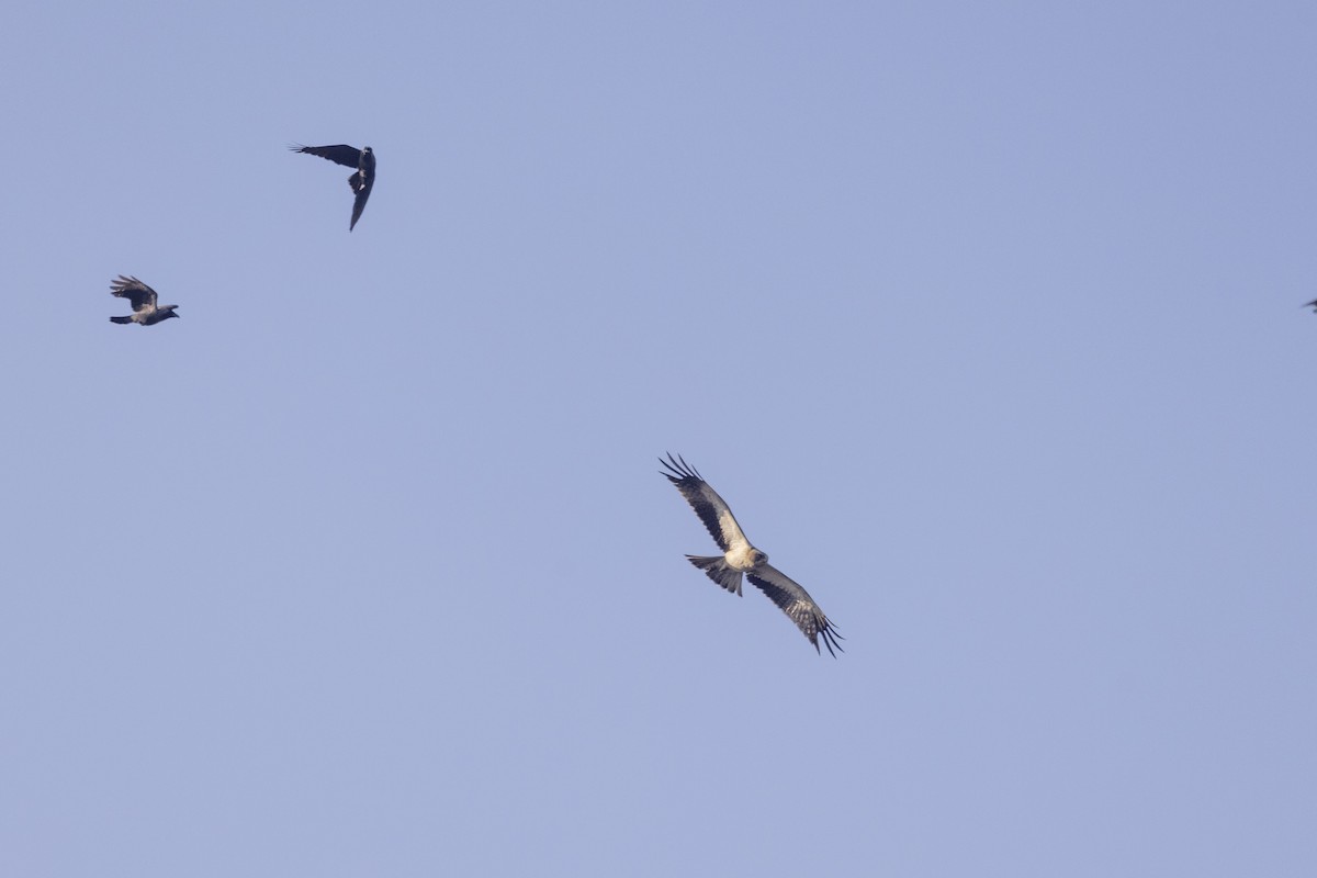 靴隼鵰 - ML646667215