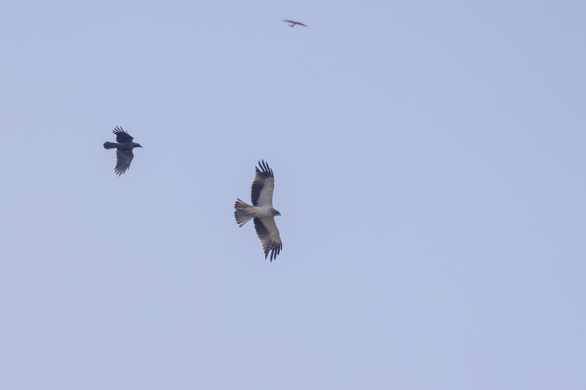 靴隼鵰 - ML646667216