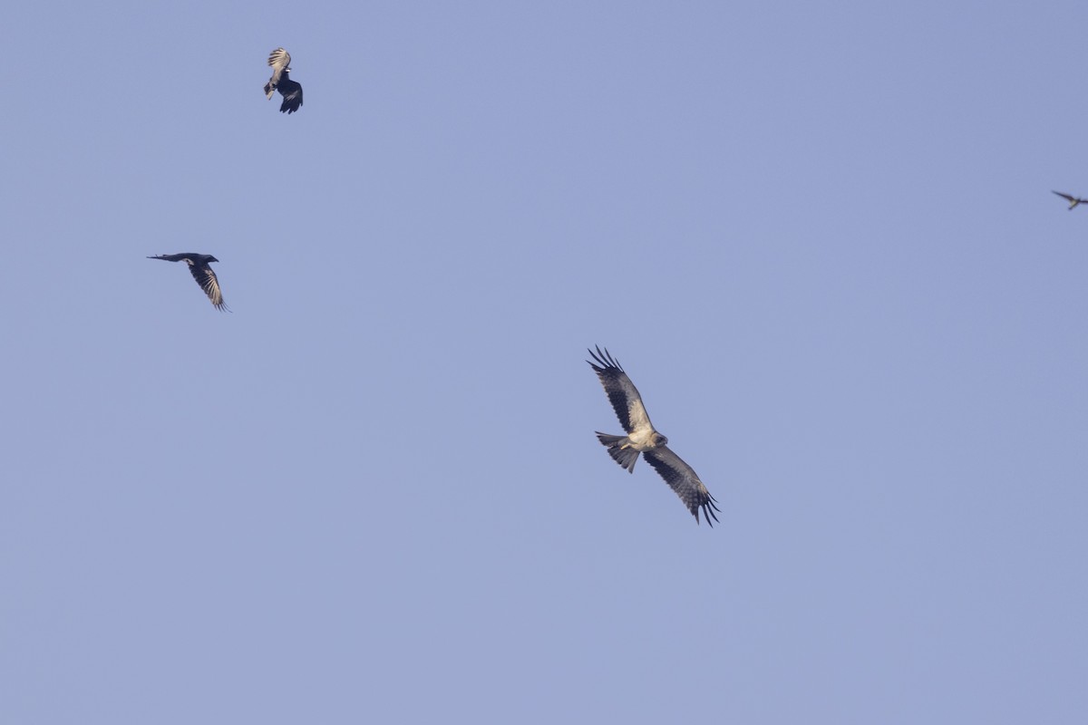 靴隼鵰 - ML646667217