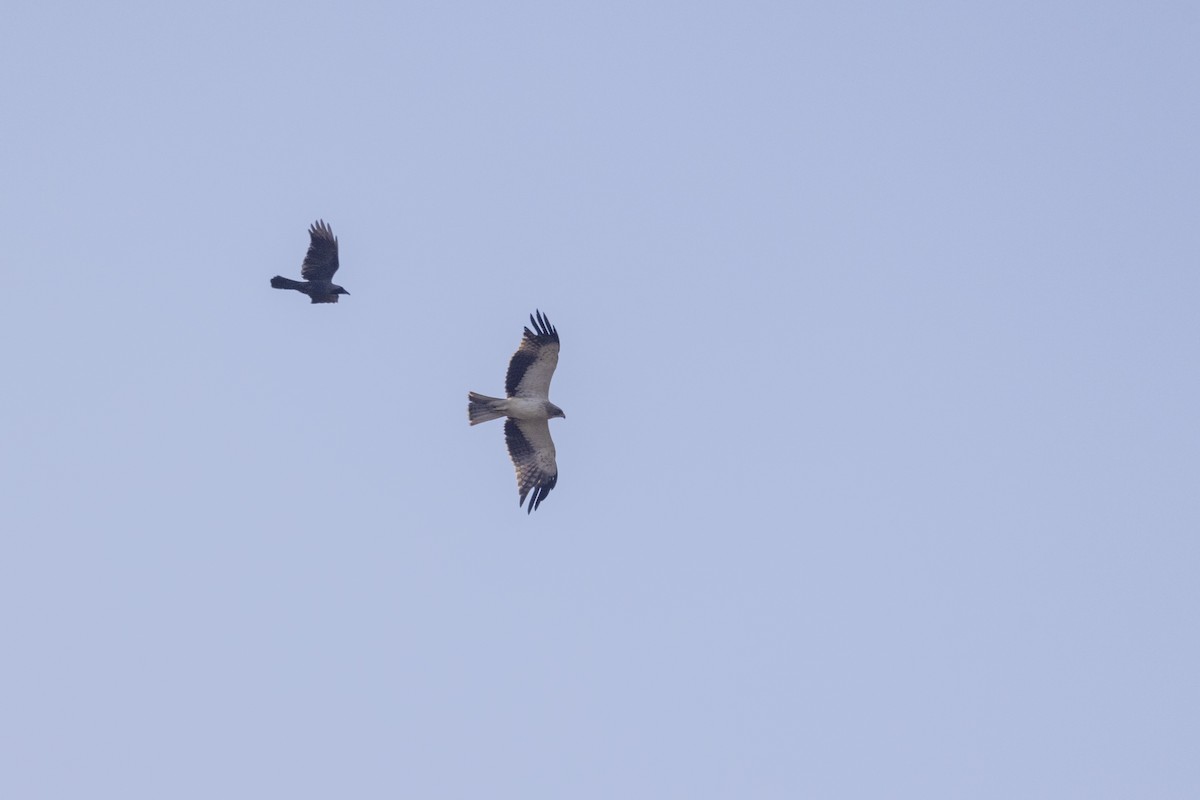 靴隼鵰 - ML646667218