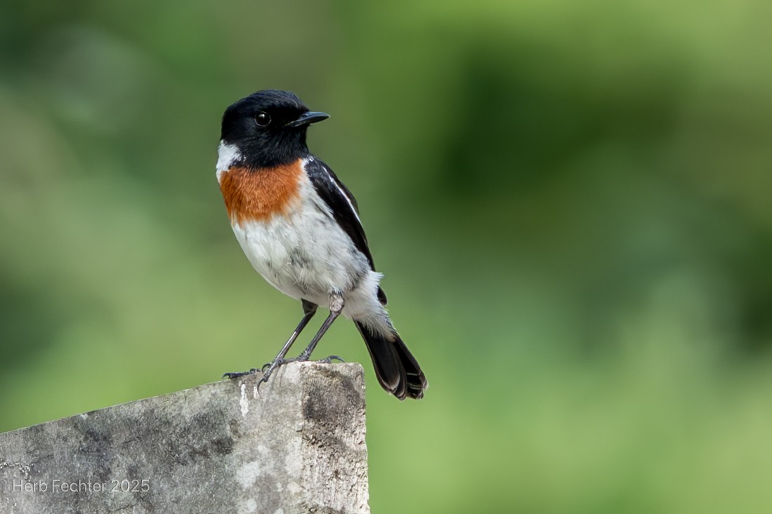 Tarabilla Africana (sibilla) - ML646667221