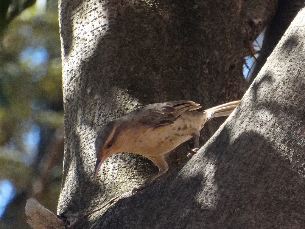 Thrush-like Wren - ML646667222