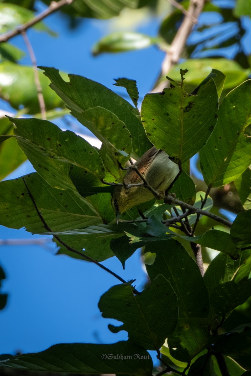 Pin-striped Tit-Babbler - ML646667223