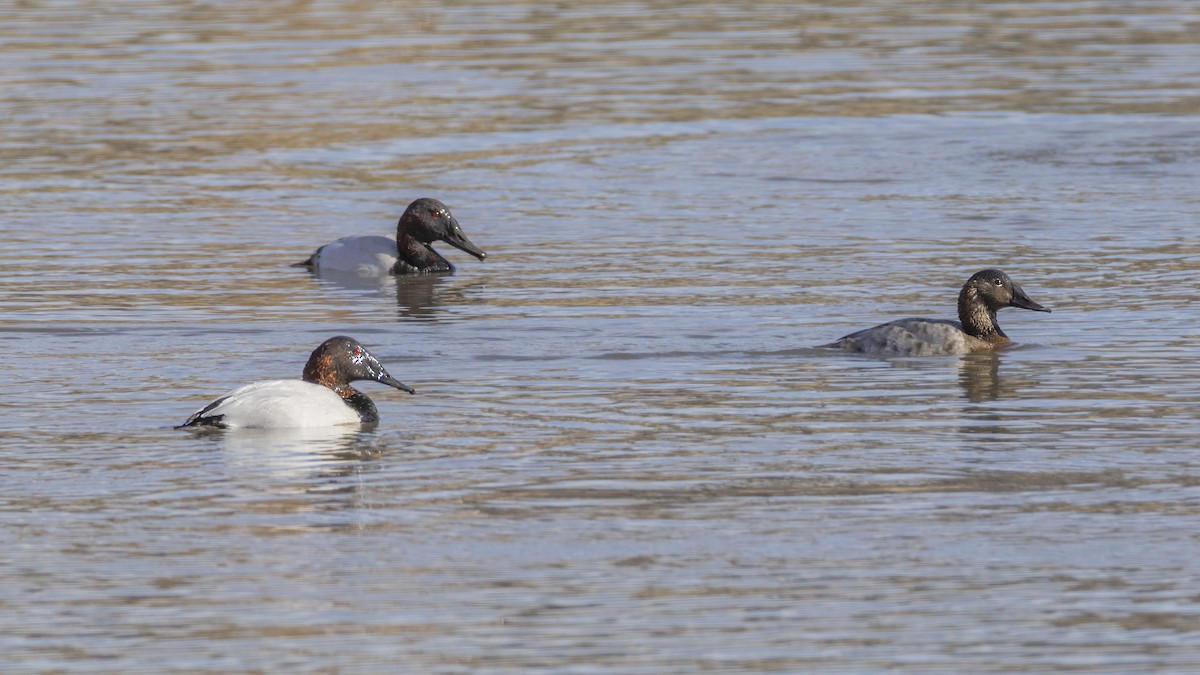 Riesentafelente - ML646667226