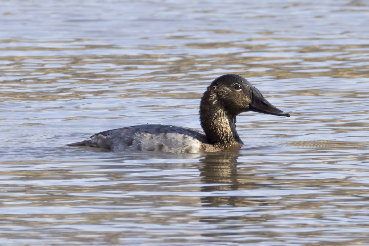 Riesentafelente - ML646667227