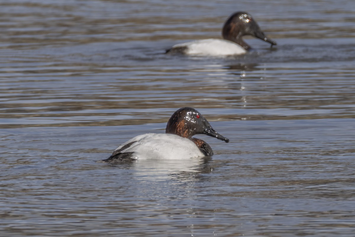 Riesentafelente - ML646667228